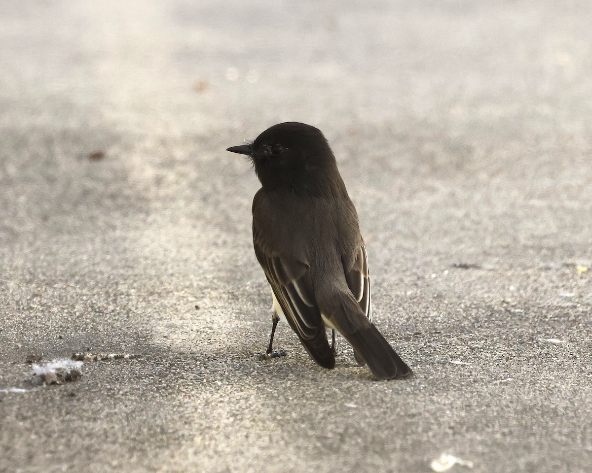 Black Phoebe - ML645027478