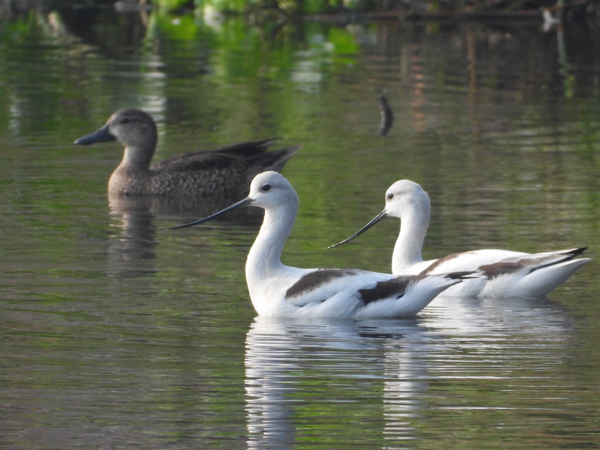 American Avocet - ML645027479