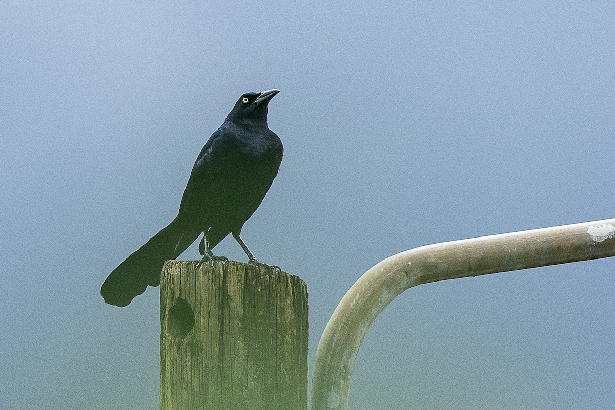 Great-tailed Grackle - ML645027500
