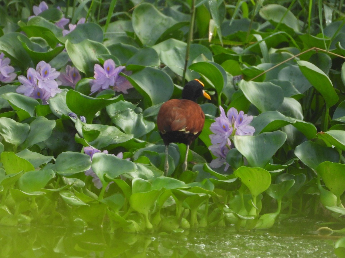 Northern Jacana - ML645027512