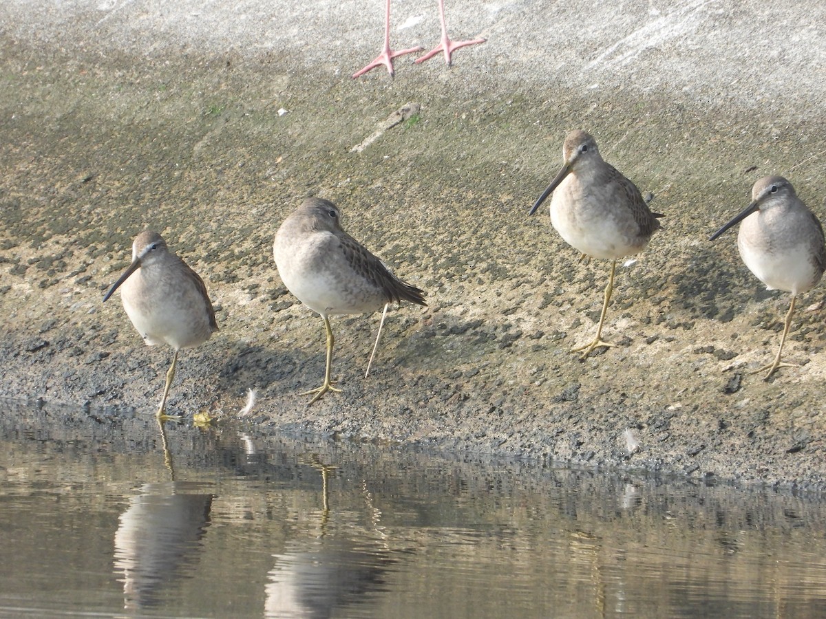 Long-billed Dowitcher - ML645027526
