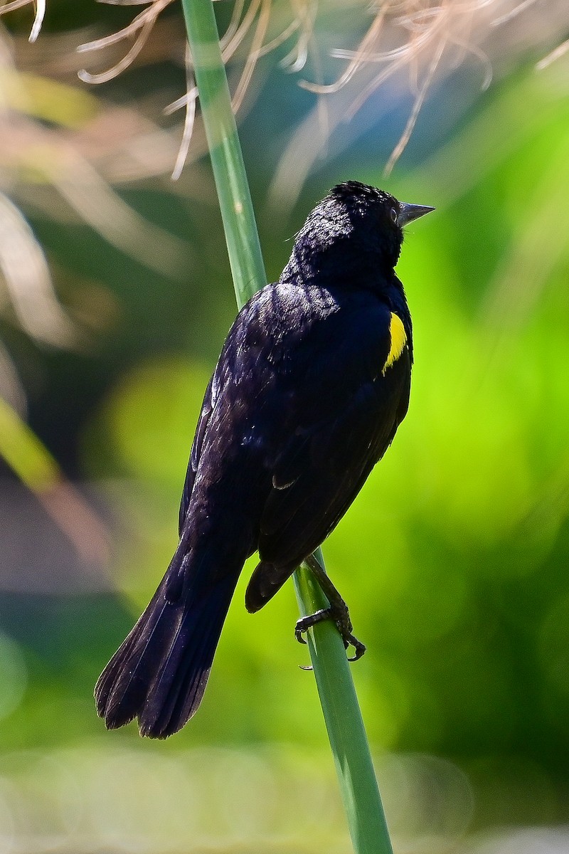 Varillero Aliamarillo - ML645027528