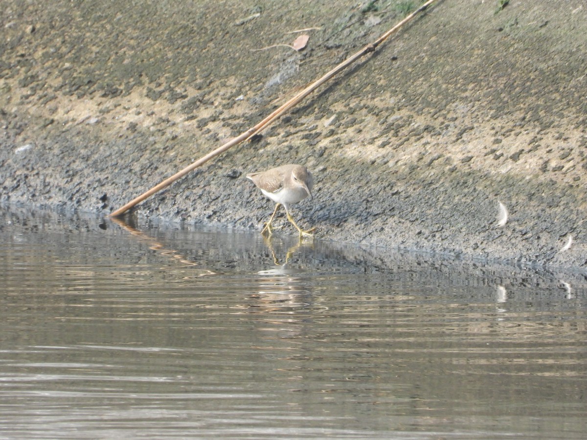Spotted Sandpiper - ML645027535