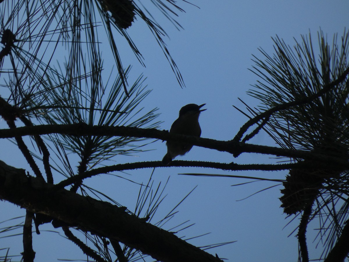 Trepador Cabecipardo - ML645027568