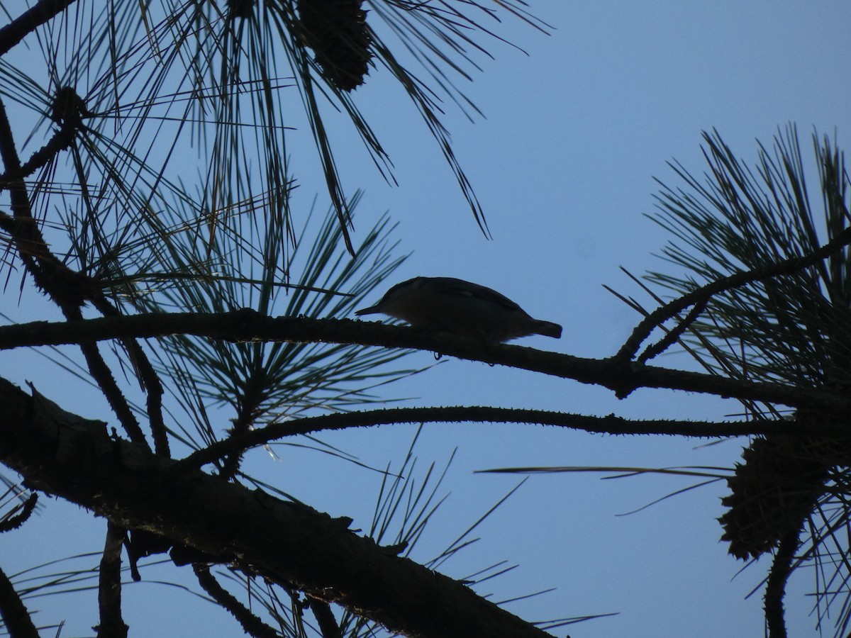 Trepador Cabecipardo - ML645027573