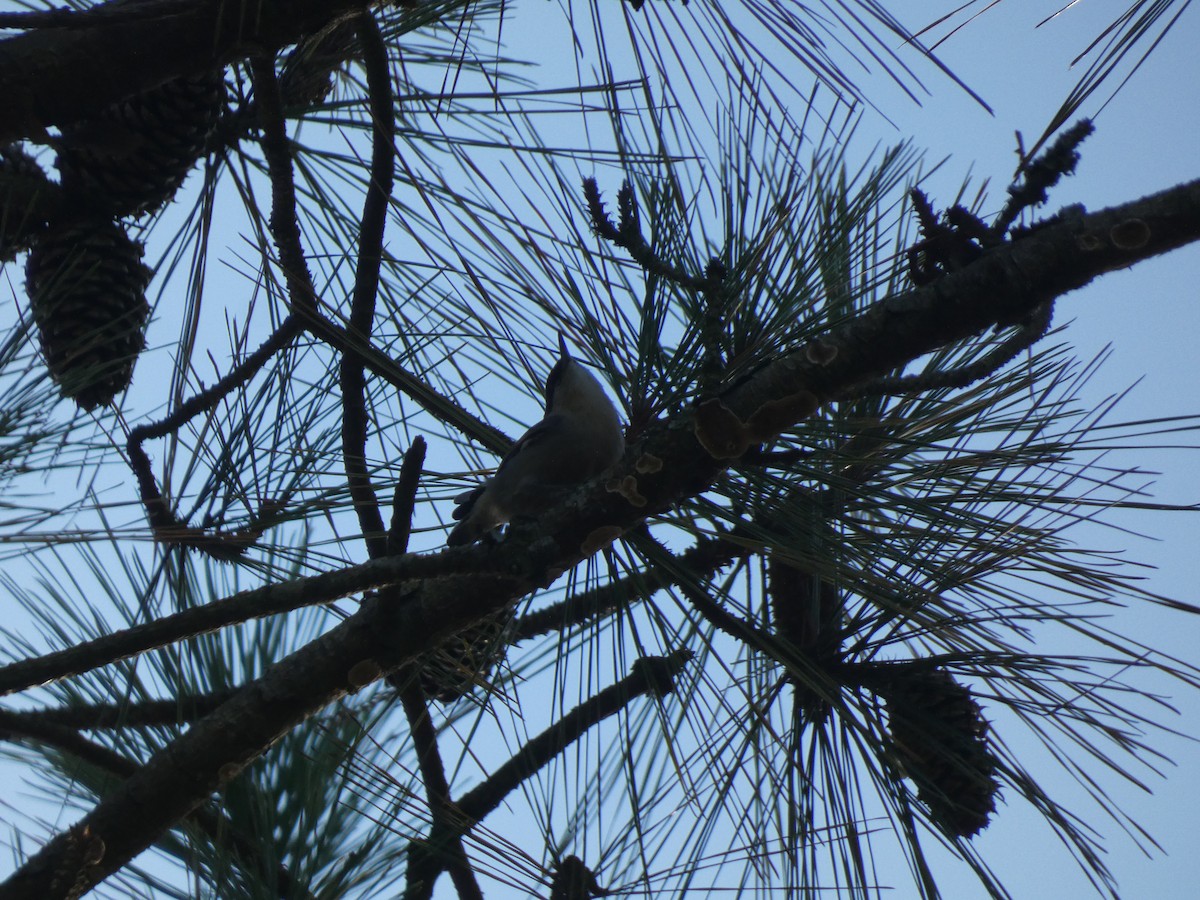 Trepador Cabecipardo - ML645027574