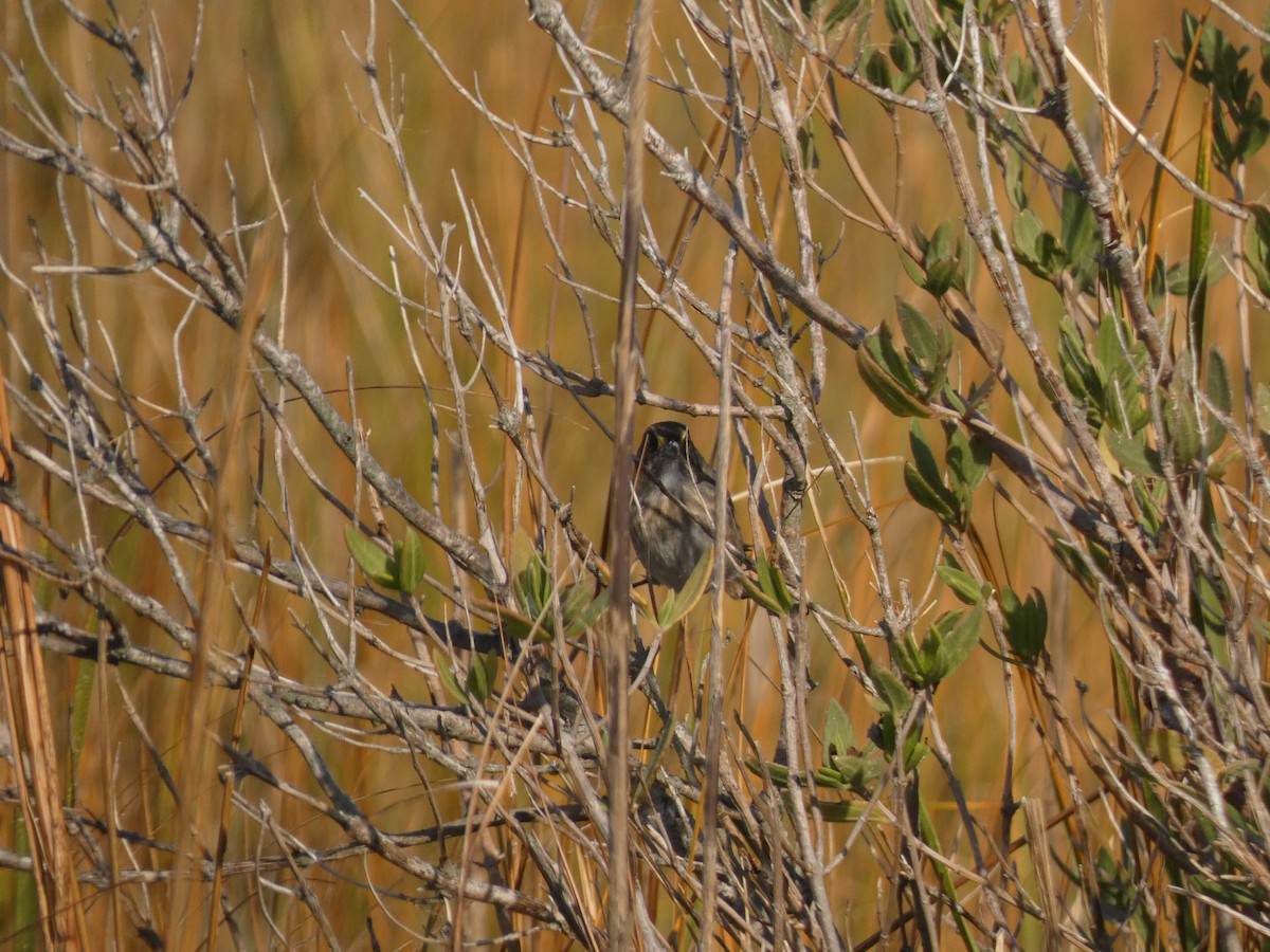 Seaside Sparrow - ML645027582