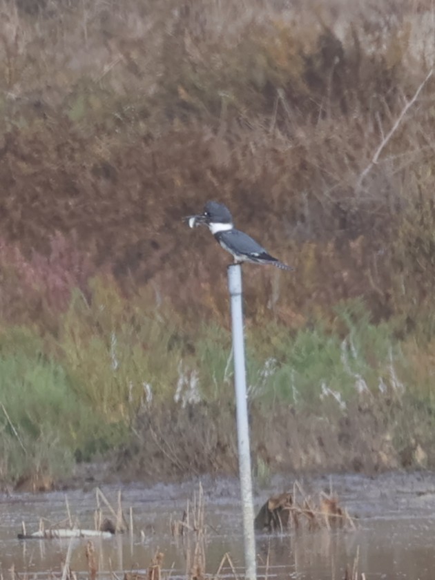 Martin handi iparramerikarra - ML645027589