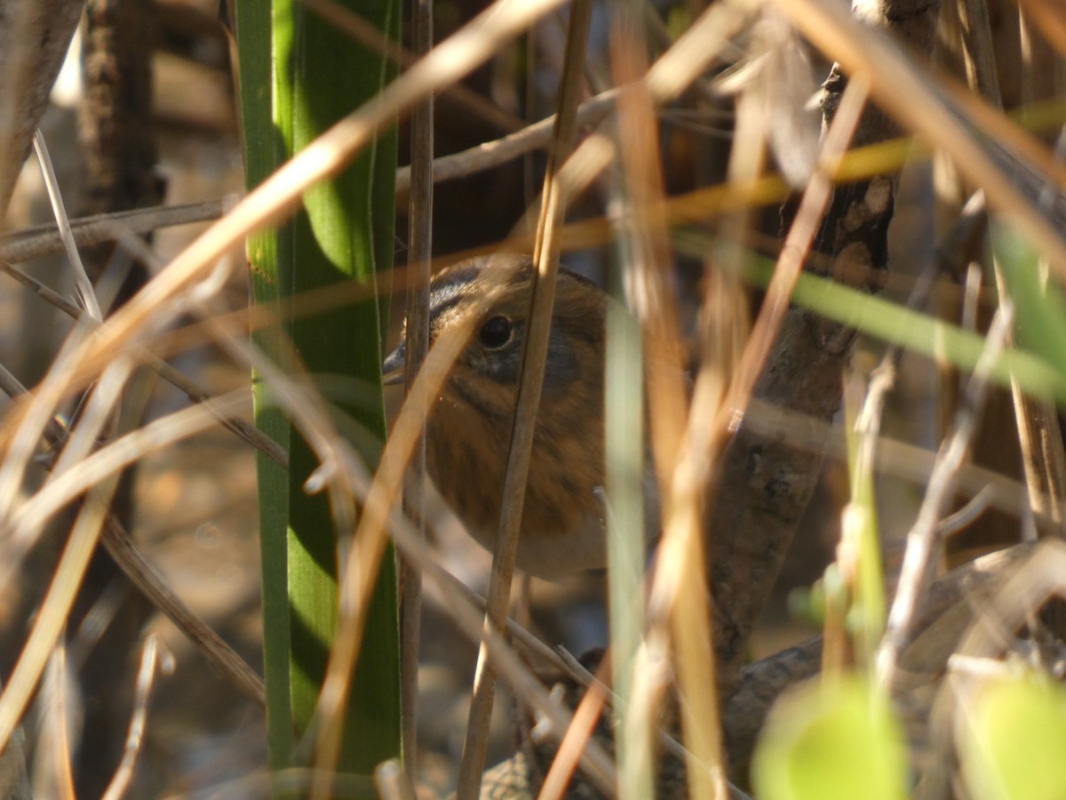 ネルソントゲオヒメドリ - ML645027594