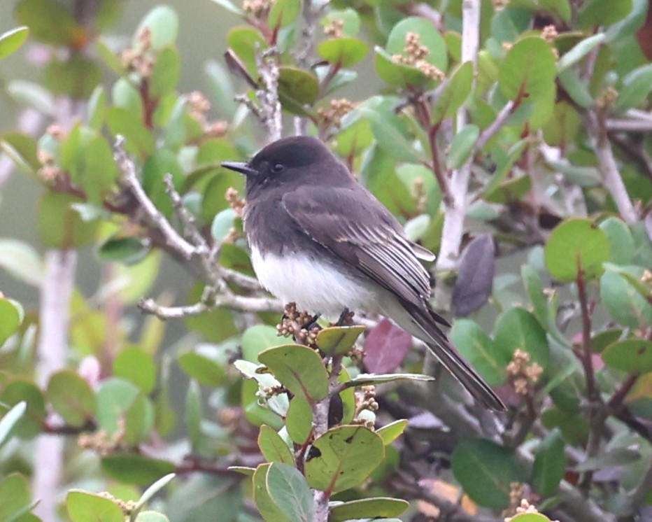 Black Phoebe - ML645027609