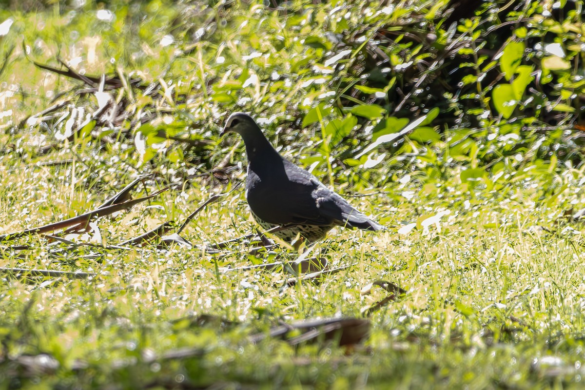 Вонга - ML645027613