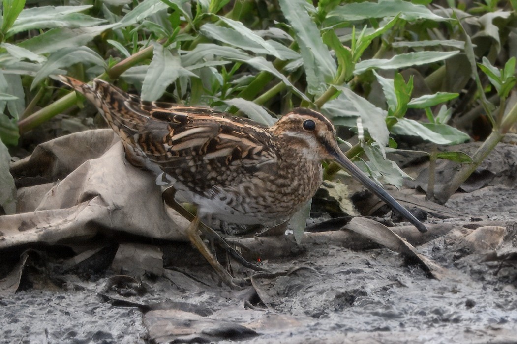 חרטומית ביצות - ML645027614
