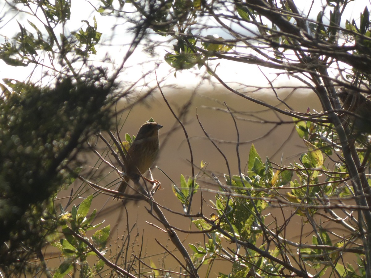 ネルソントゲオヒメドリ - ML645027616