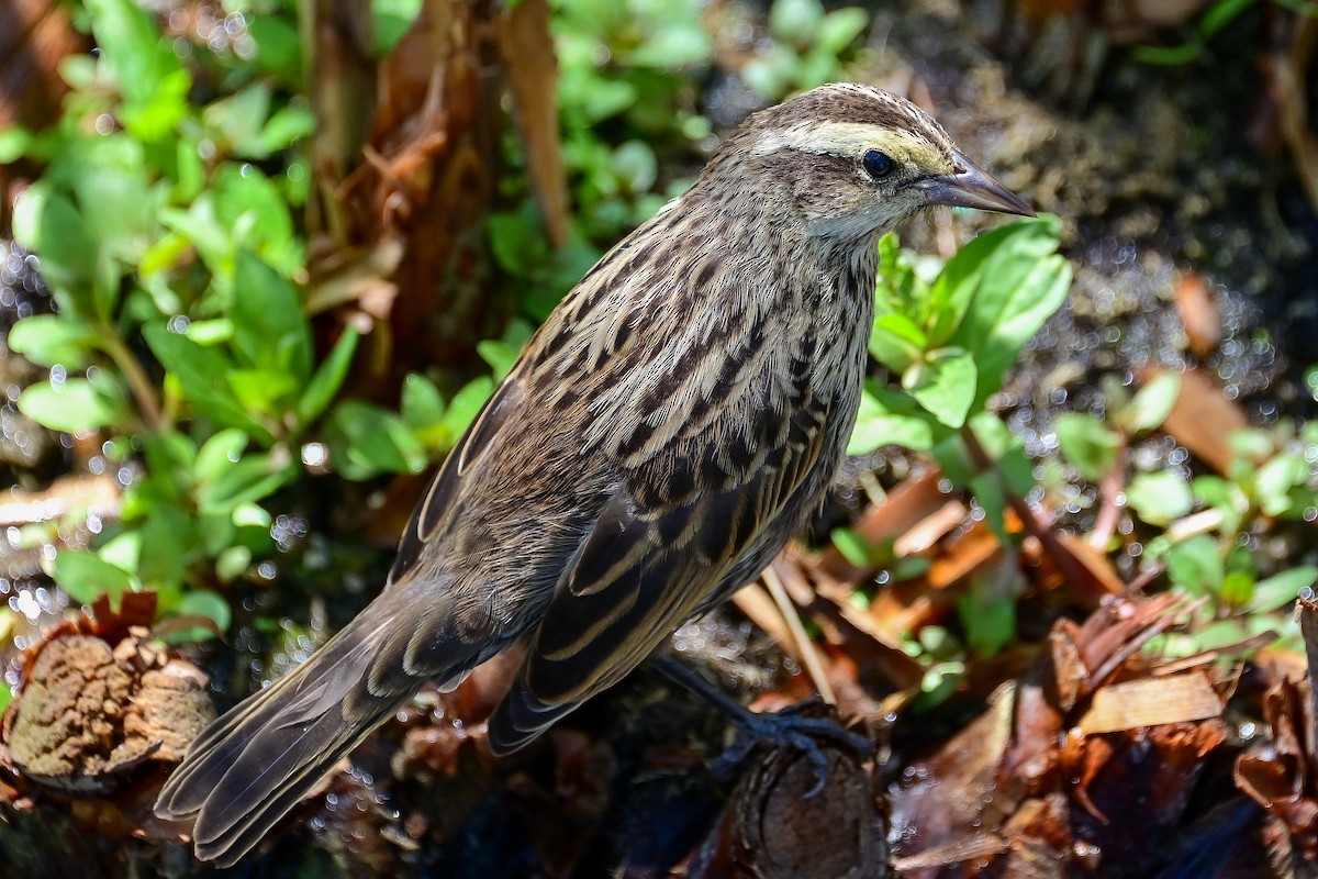 Varillero Aliamarillo - ML645027617