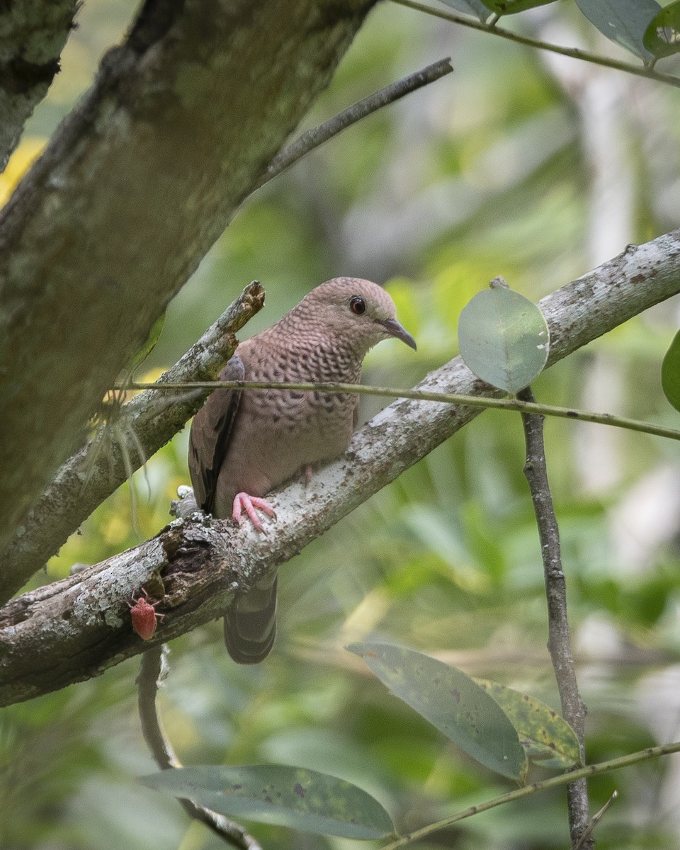 Common Ground Dove - ML645027619