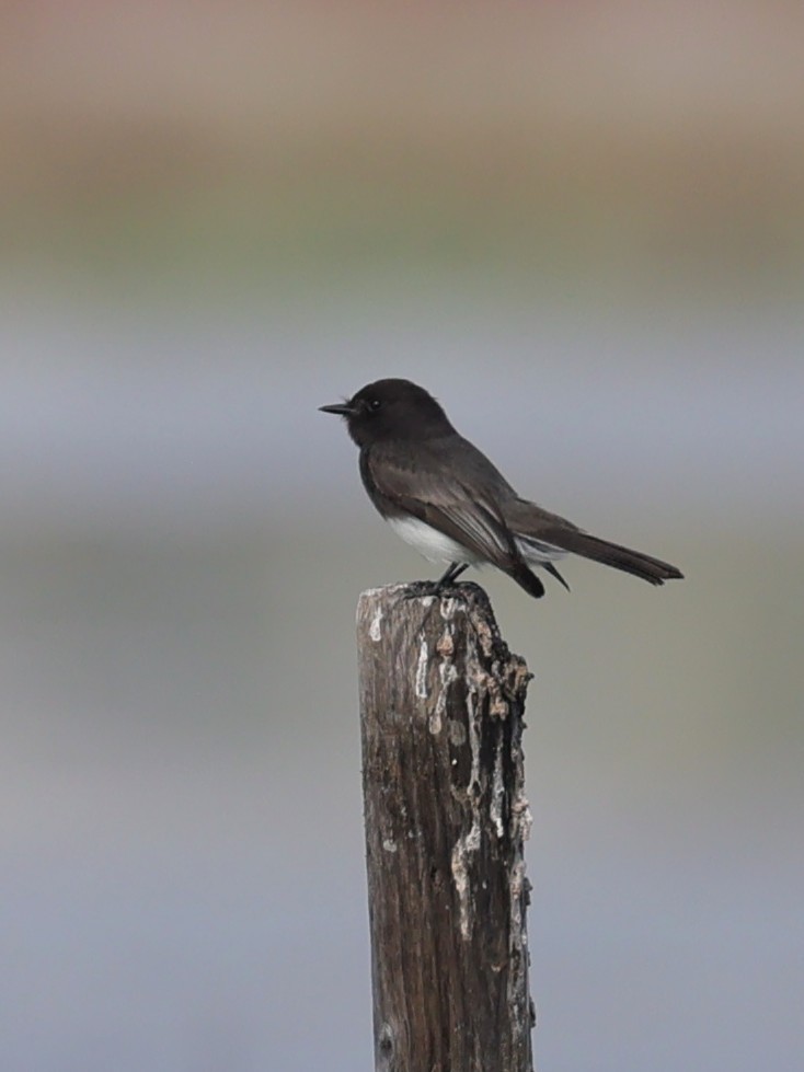 Black Phoebe - ML645027620