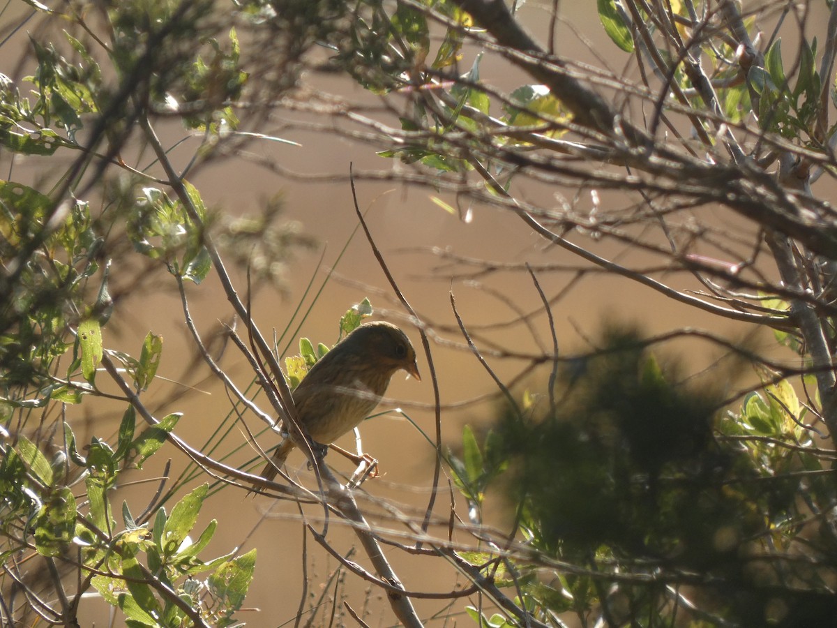 ネルソントゲオヒメドリ - ML645027627