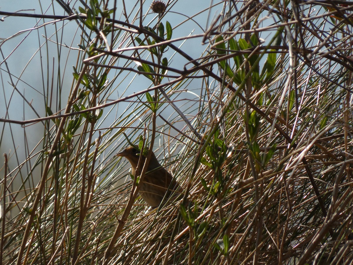 ネルソントゲオヒメドリ - ML645027634