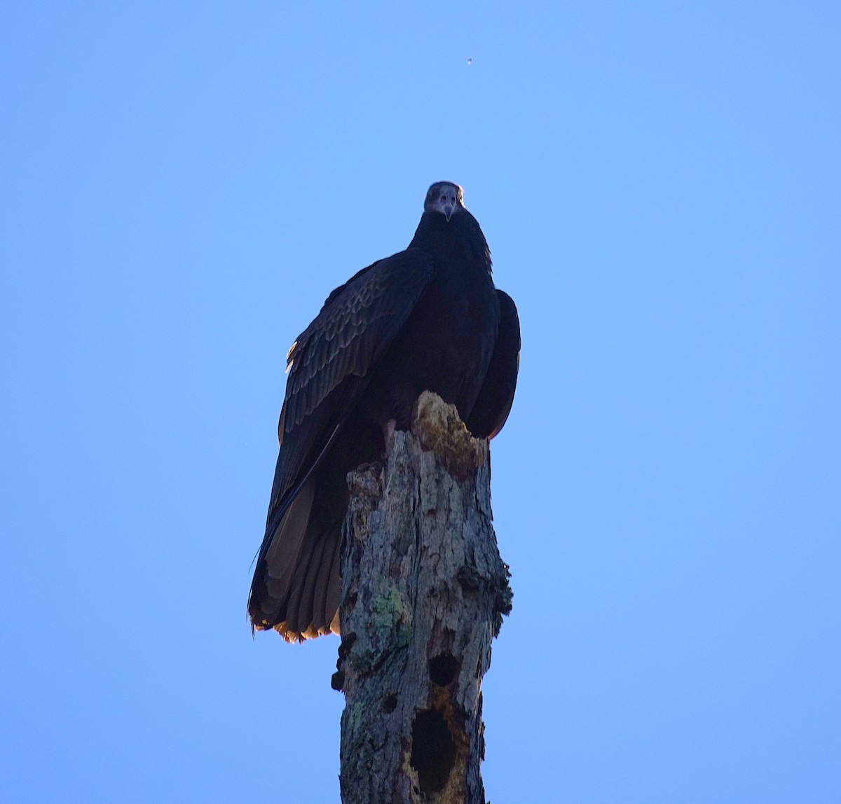 Turkey Vulture - ML645027635