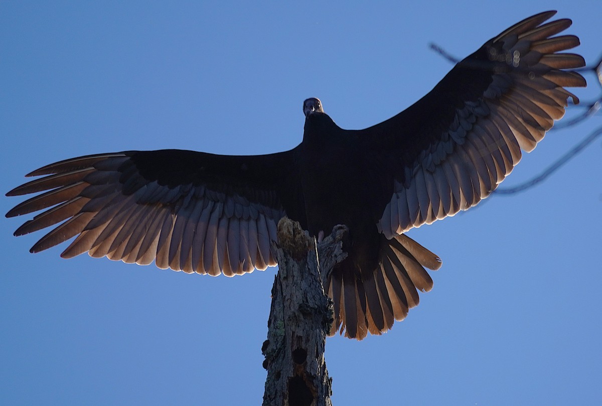 Turkey Vulture - ML645027636