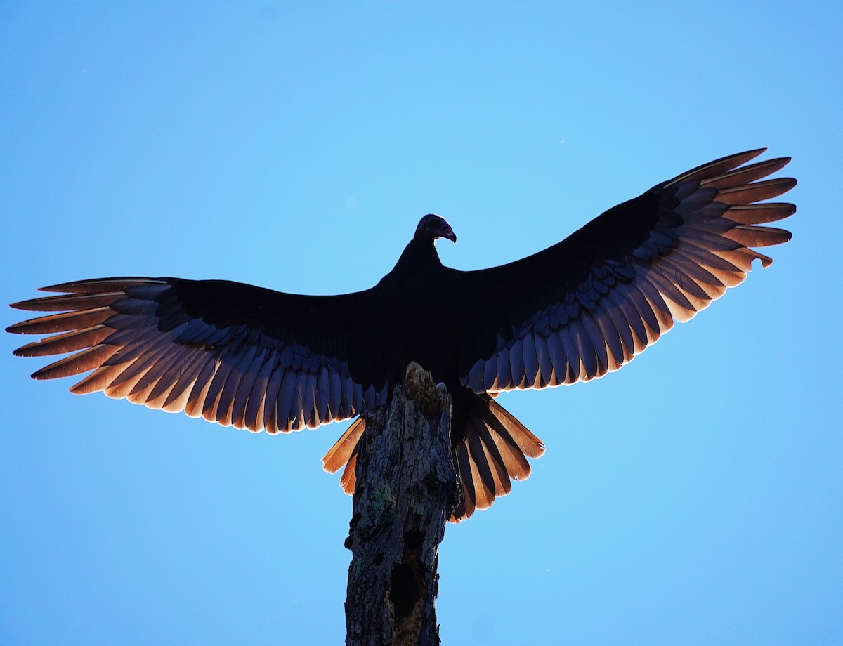 Turkey Vulture - ML645027637