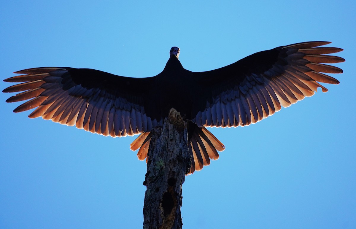 Turkey Vulture - ML645027638