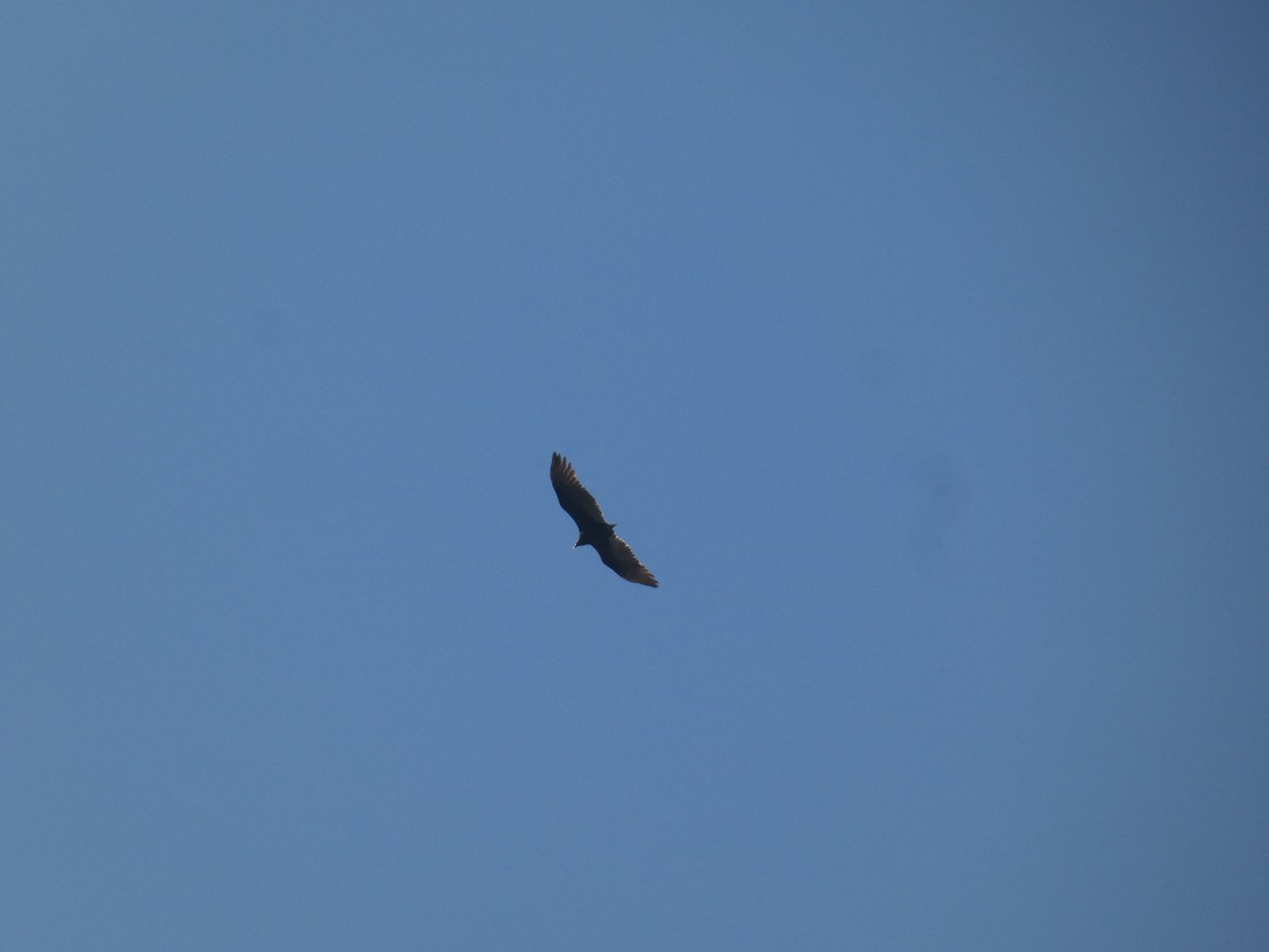 Turkey Vulture - ML645027647