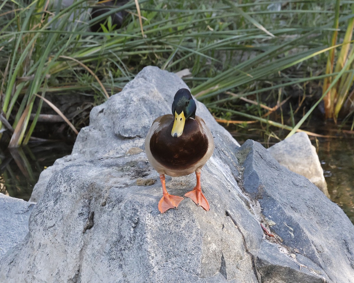 Basahatea - ML645027653