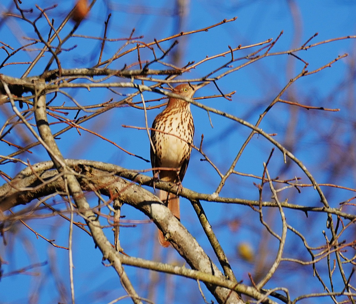 Brown Thrasher - ML645027659