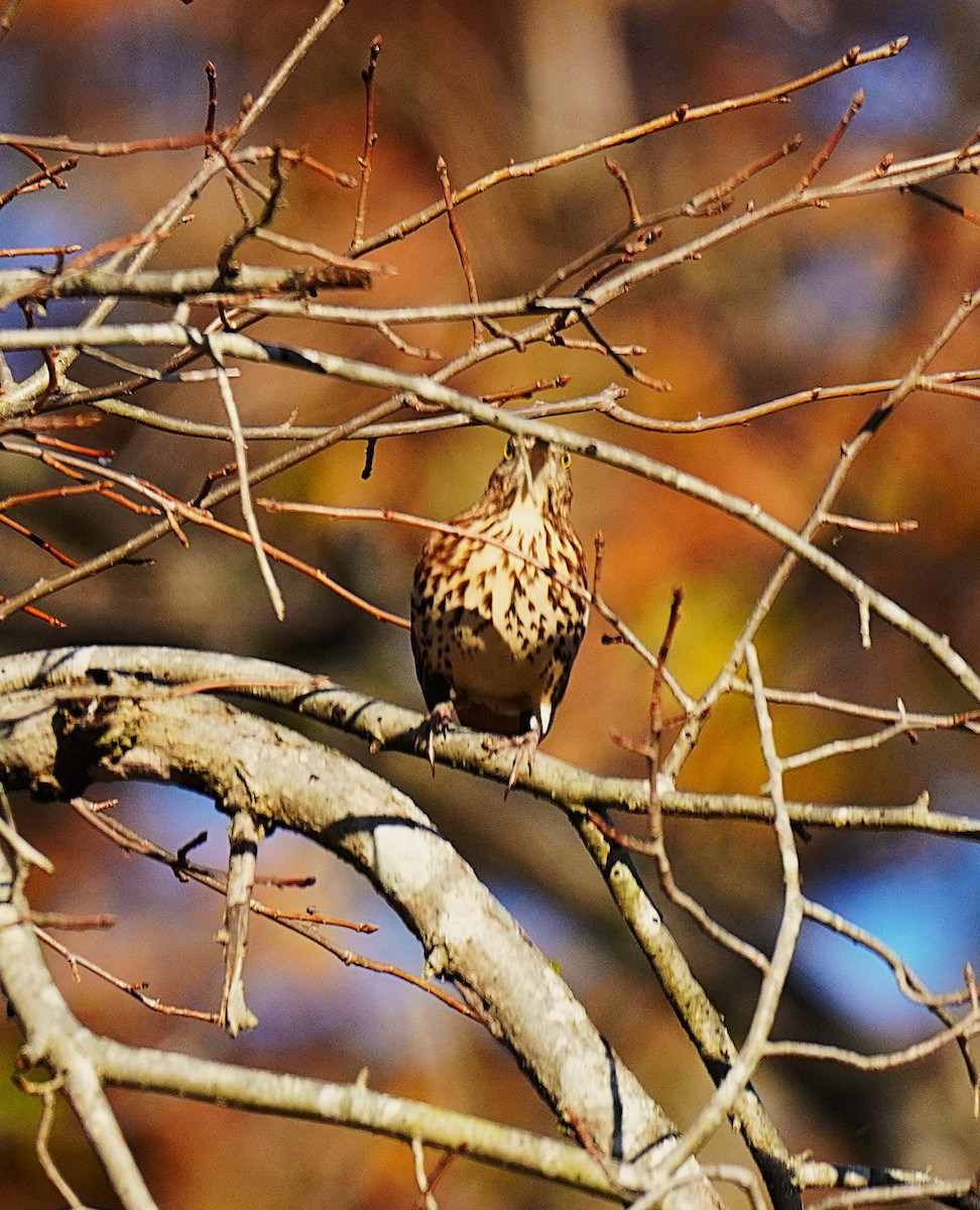 Brown Thrasher - ML645027660