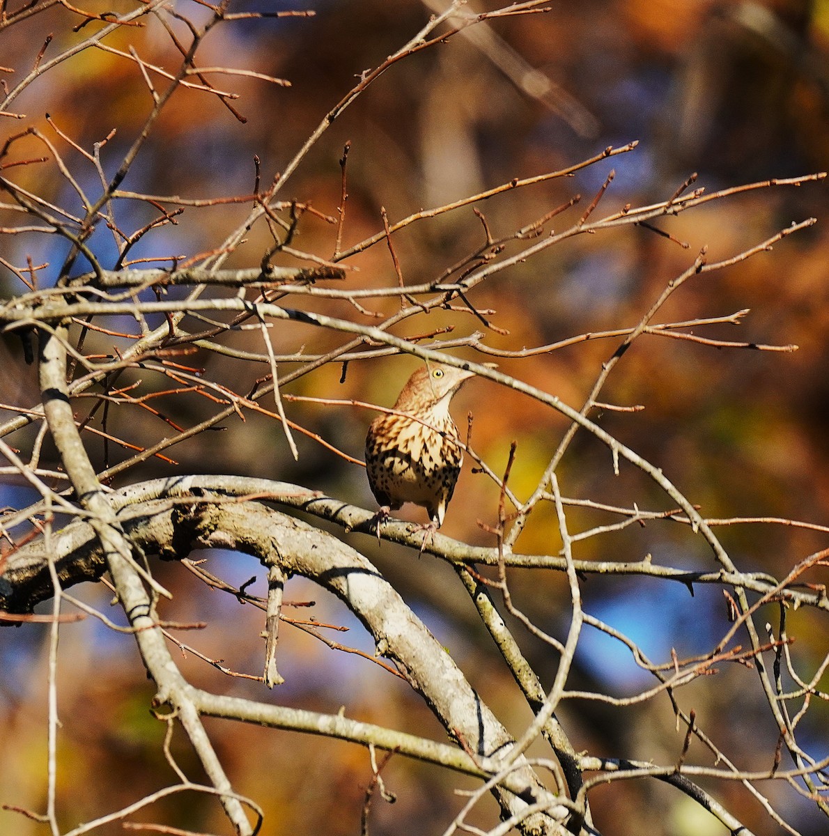 Brown Thrasher - ML645027661