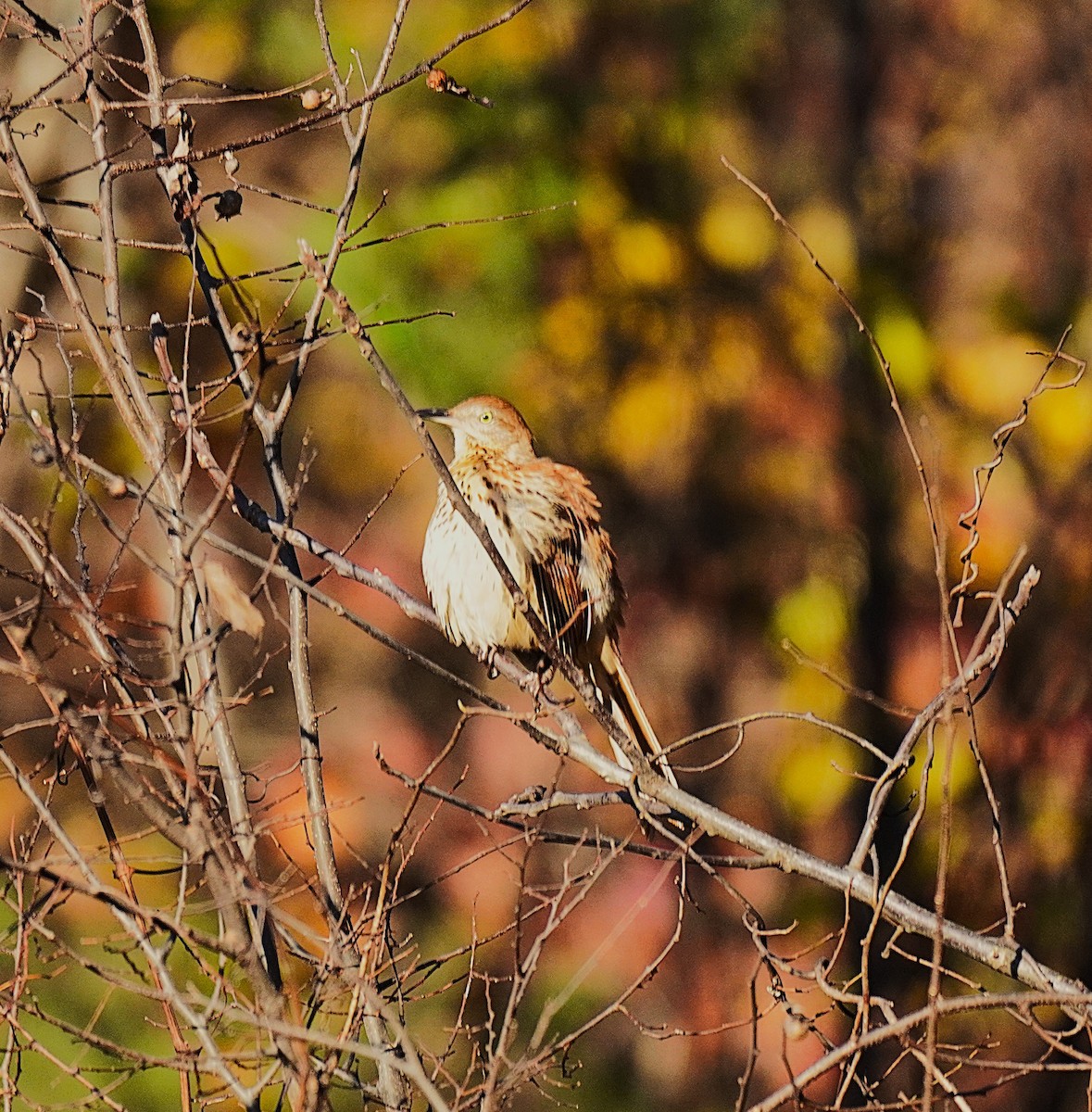 Brown Thrasher - ML645027662