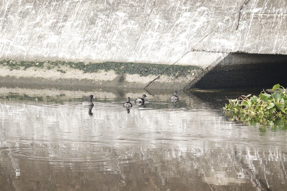 Least Grebe - ML645027679