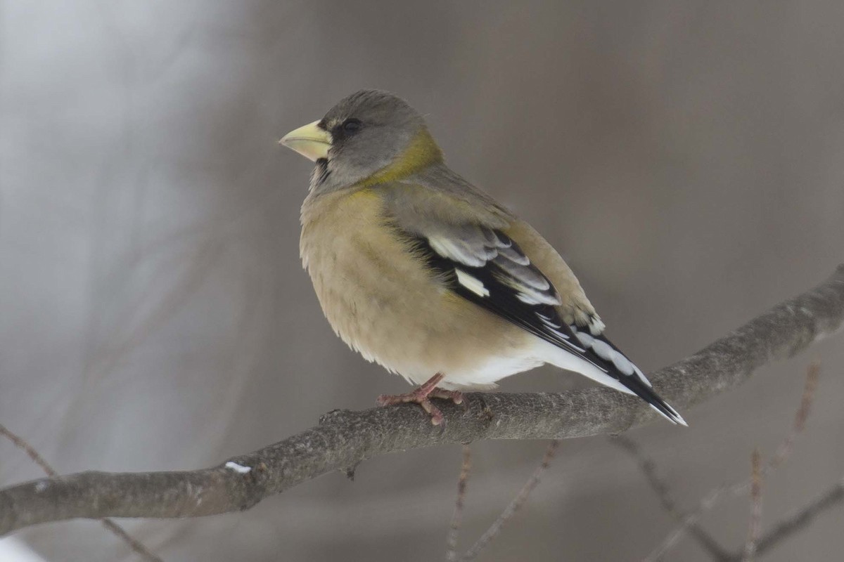 Evening Grosbeak - ML645027686