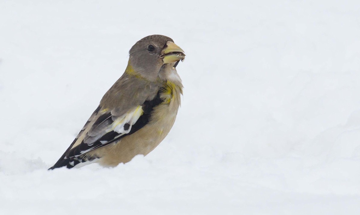 Evening Grosbeak - ML645027687