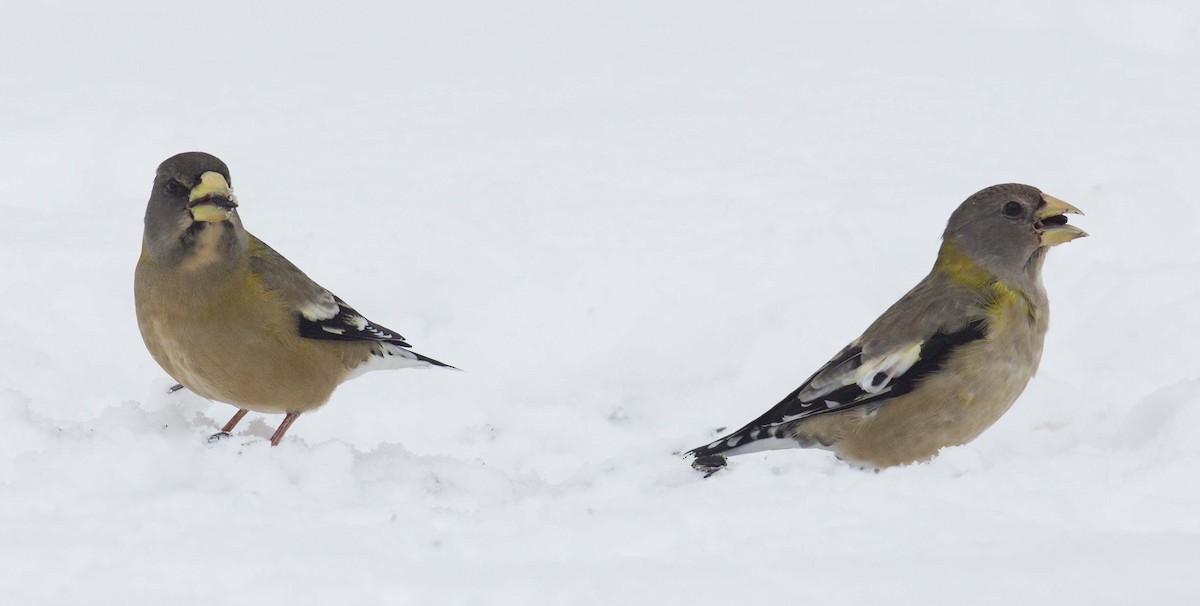 Evening Grosbeak - ML645027688