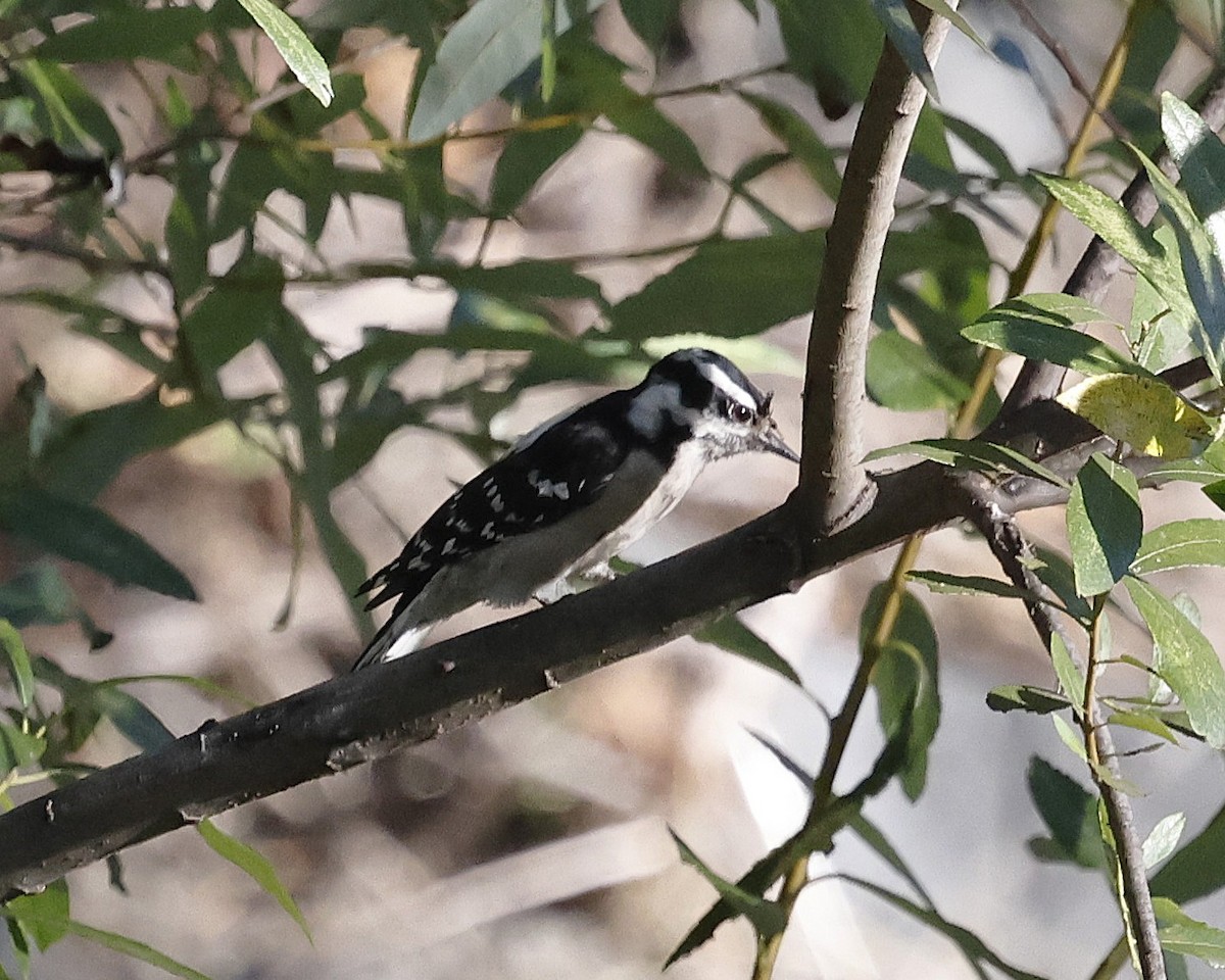 Downy Woodpecker - ML645027695