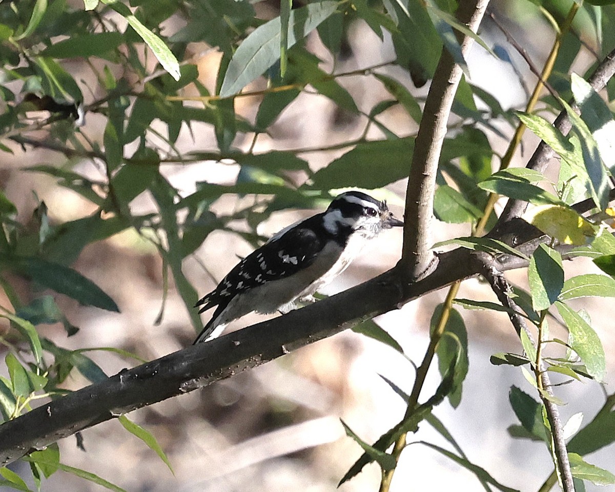 Downy Woodpecker - ML645027696
