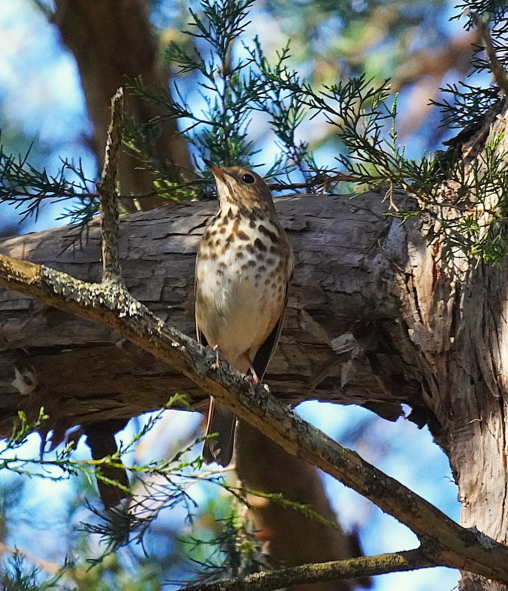 Дрізд-короткодзьоб плямистоволий - ML645027699