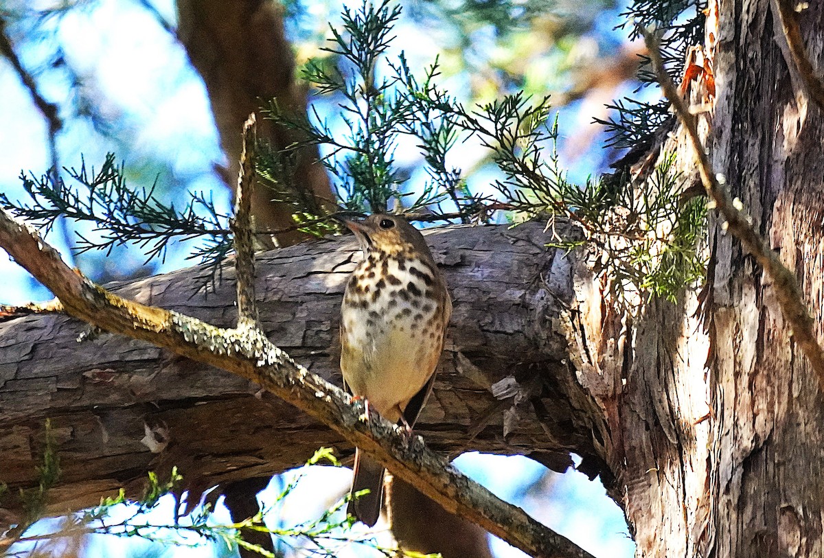Дрізд-короткодзьоб плямистоволий - ML645027700