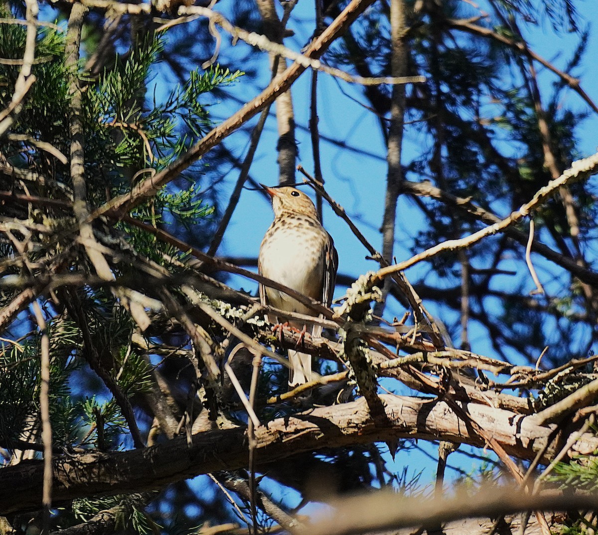 Дрізд-короткодзьоб плямистоволий - ML645027702