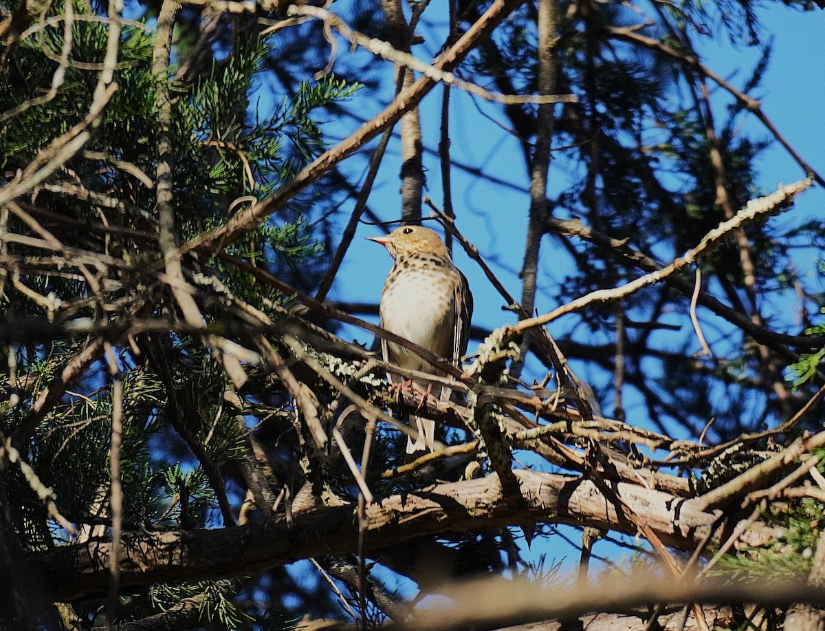 Дрізд-короткодзьоб плямистоволий - ML645027703