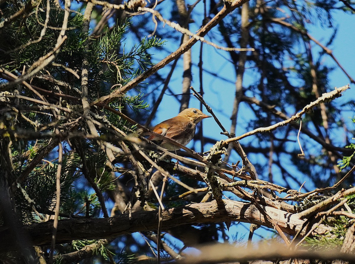 Дрізд-короткодзьоб плямистоволий - ML645027704