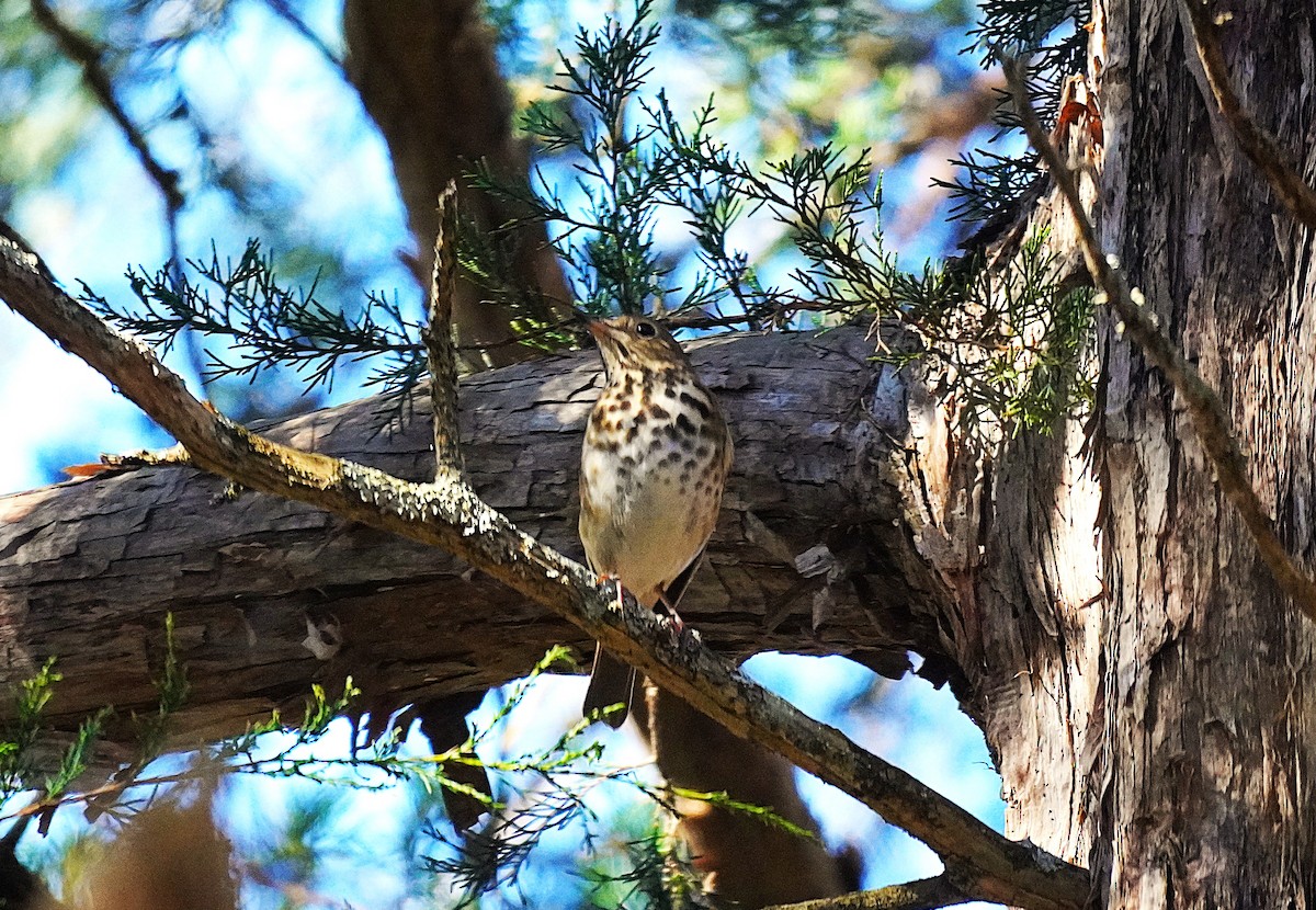 Дрізд-короткодзьоб плямистоволий - ML645027705