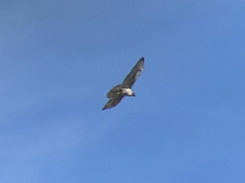 kongevåk - ML645027709