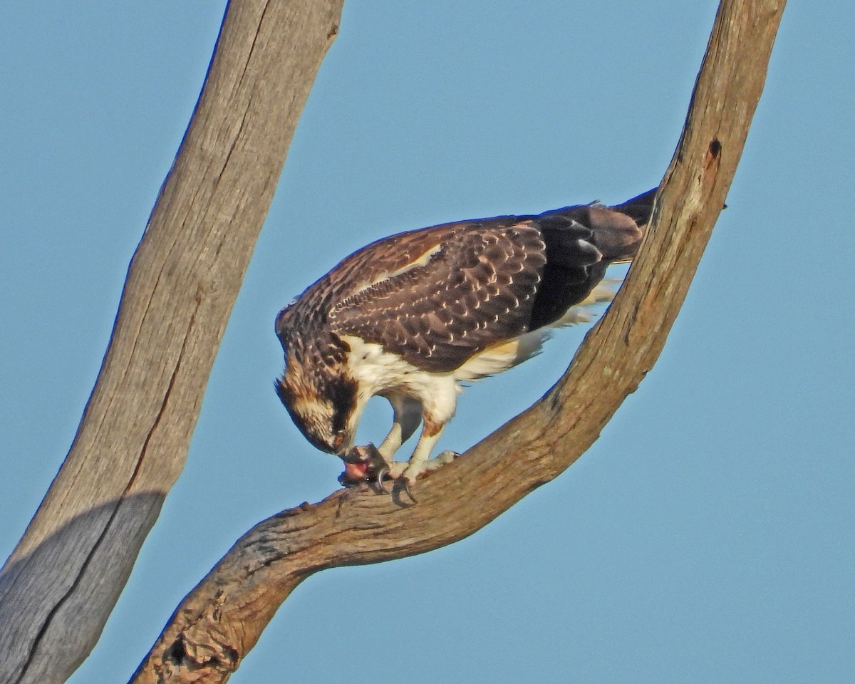 Osprey - ML645027719