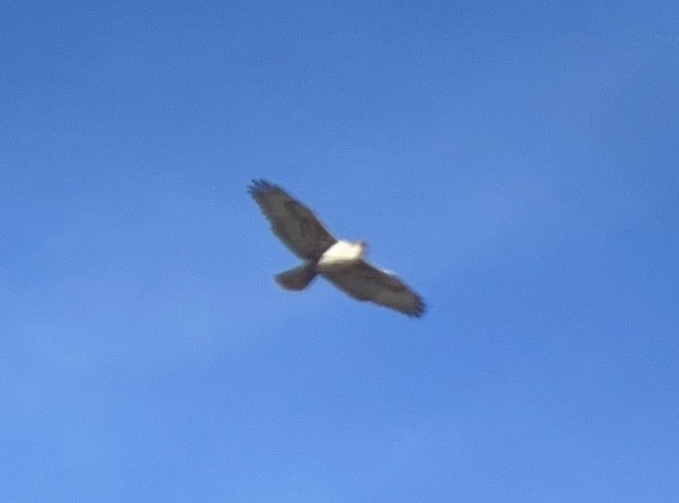 kongevåk - ML645027723