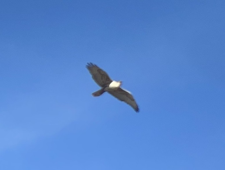 kongevåk - ML645027727