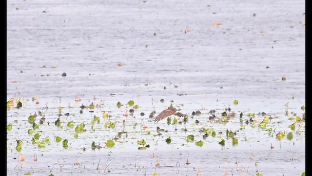 Northern Harrier - ML645027733