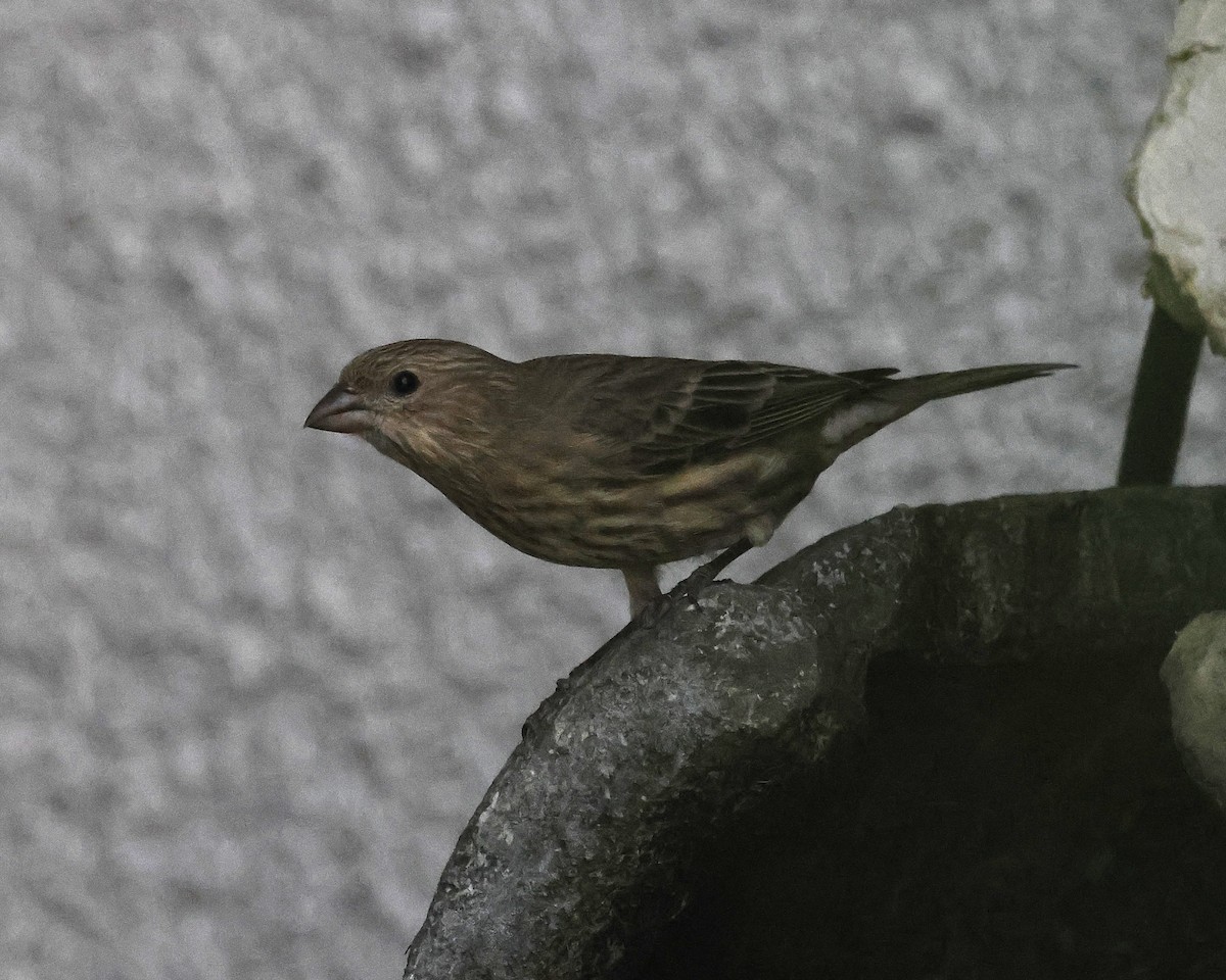 Burugorri arrunta - ML645027736